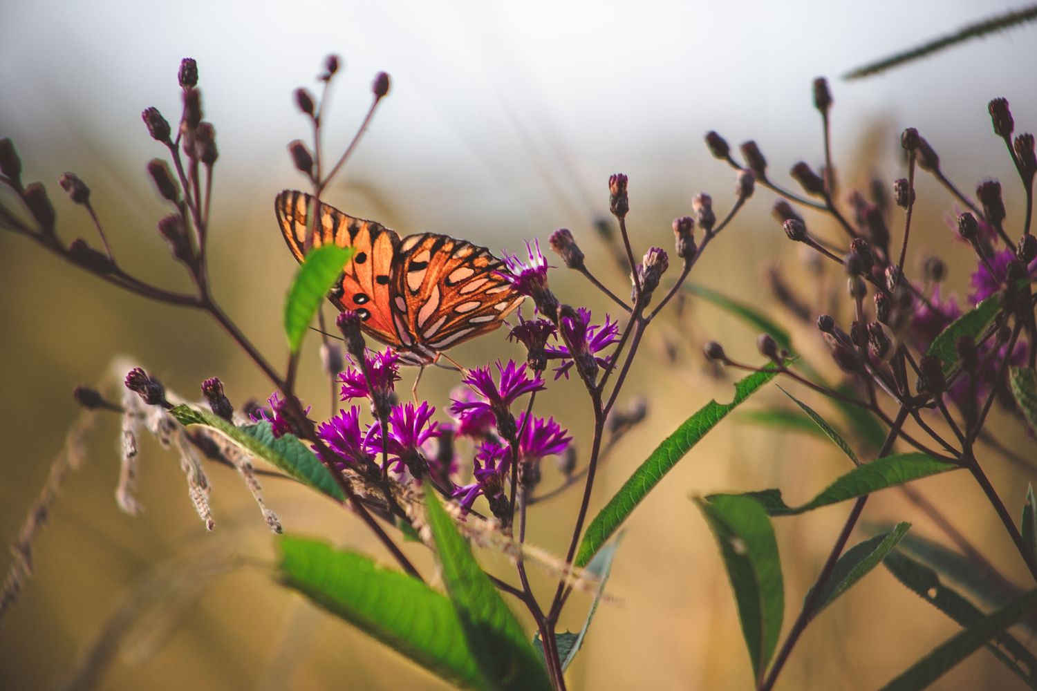 Close-up of a monarch butterfly perched on purple wildflowers in soft focus.