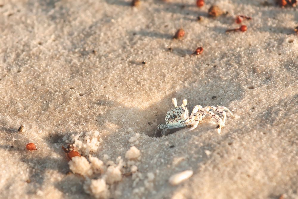 Tiny crab partially buried in sandy beach with small orange objects scattered nearby.