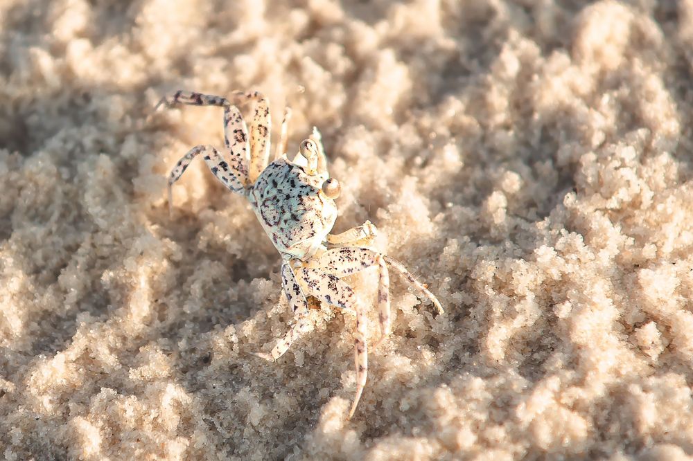 Small translucent crab camouflaged in sandy beach terrain viewed from above.
