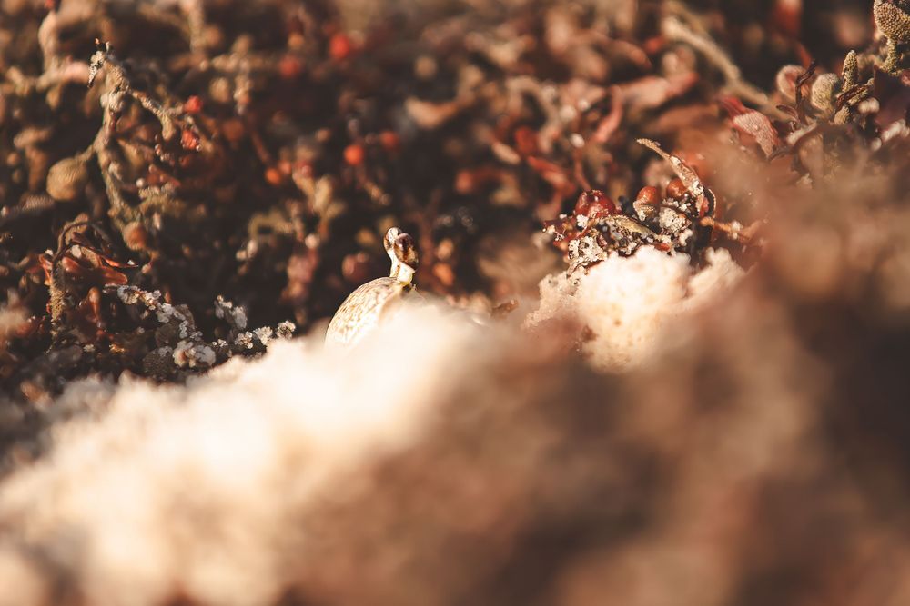 Dried brown plants with soft bokeh lighting effects in a nature macro shot.