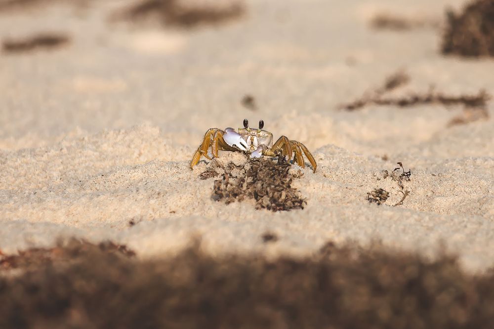 A small ghost crab emerging from its burrow on sandy beach.