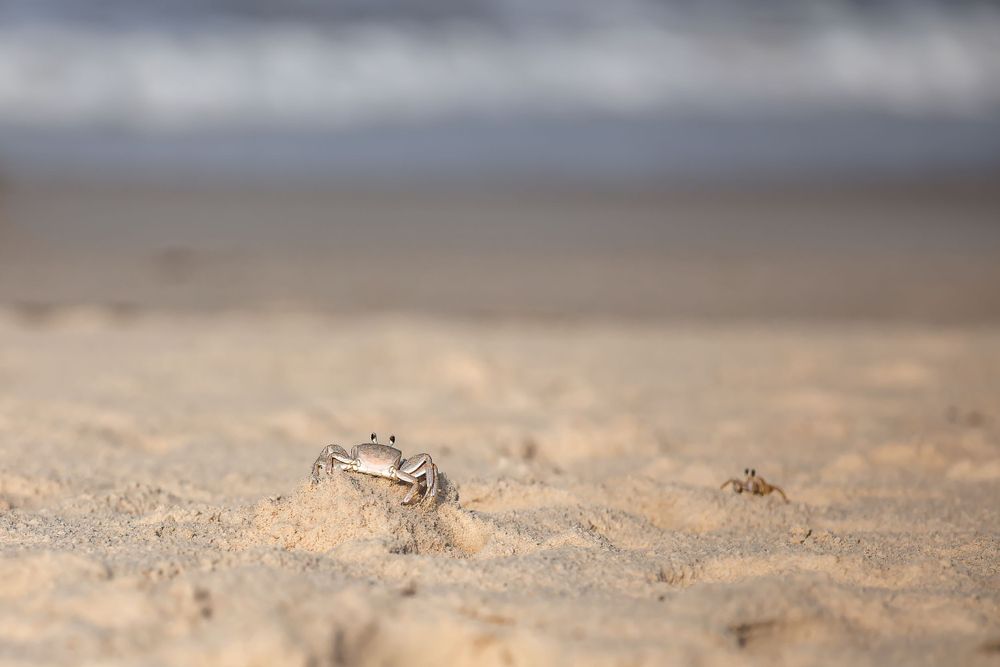 Ghost crab partially hidden in sandy beach terrain.