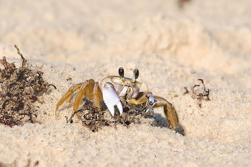 Close-up of a ghost crab digging in the sand on a beach.
