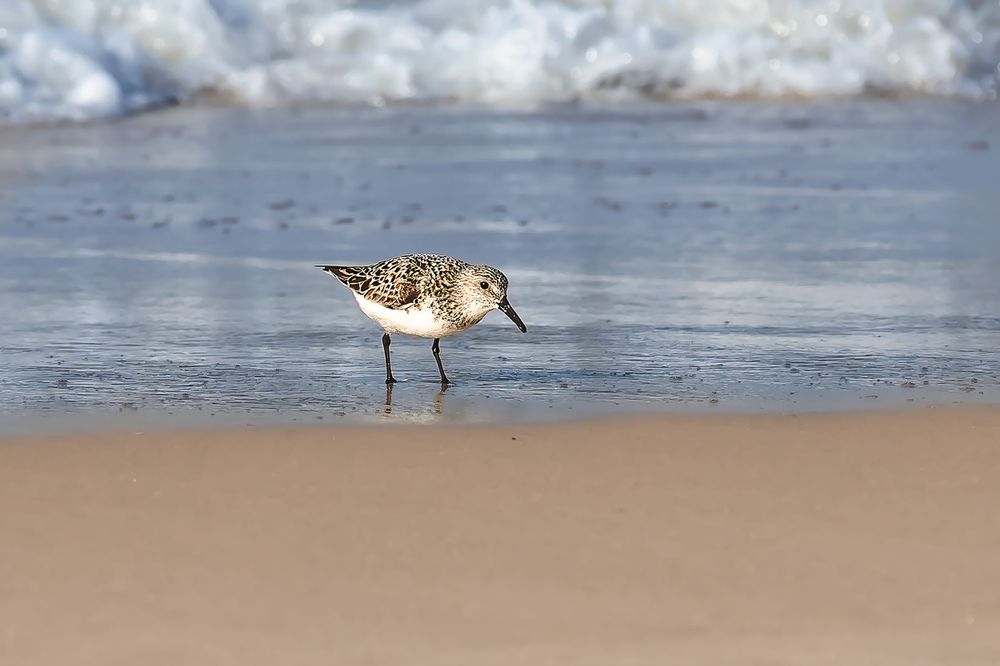 Sandpiper wading in shallow ocean water on sandy beach.