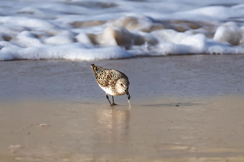 Sandpiper bird foraging in shallow waves on a beach.