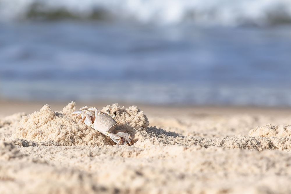 Ghost crab peeking out from behind sand mound on beach.