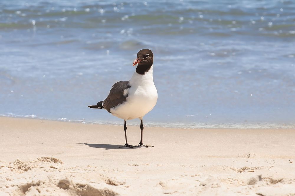 Laughing gull standing on sandy beach with ocean waves in background.