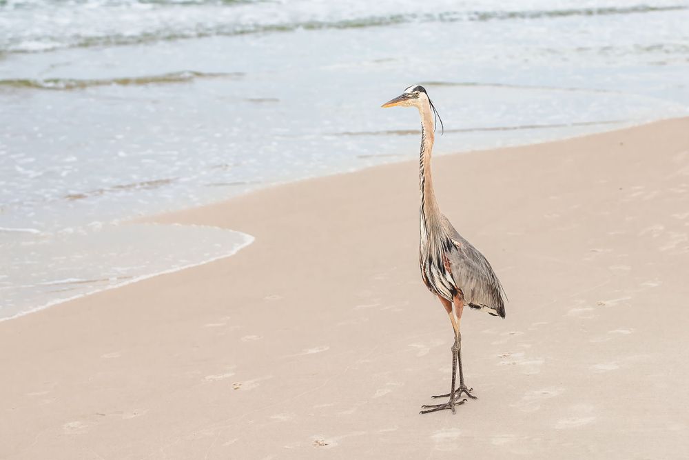 Great blue heron standing on beach shore with waves behind it.