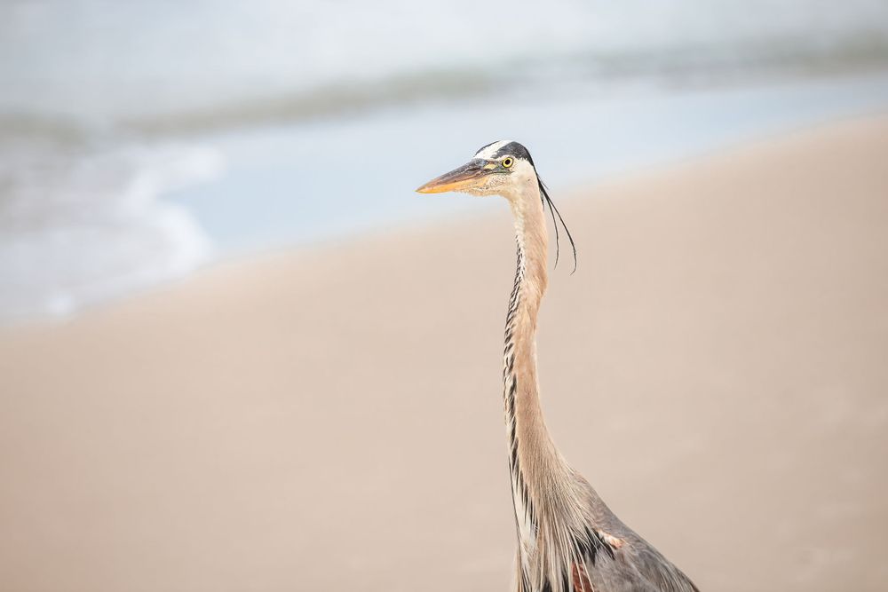 Close-up profile of a great blue heron's elegant neck and head against a beige background.