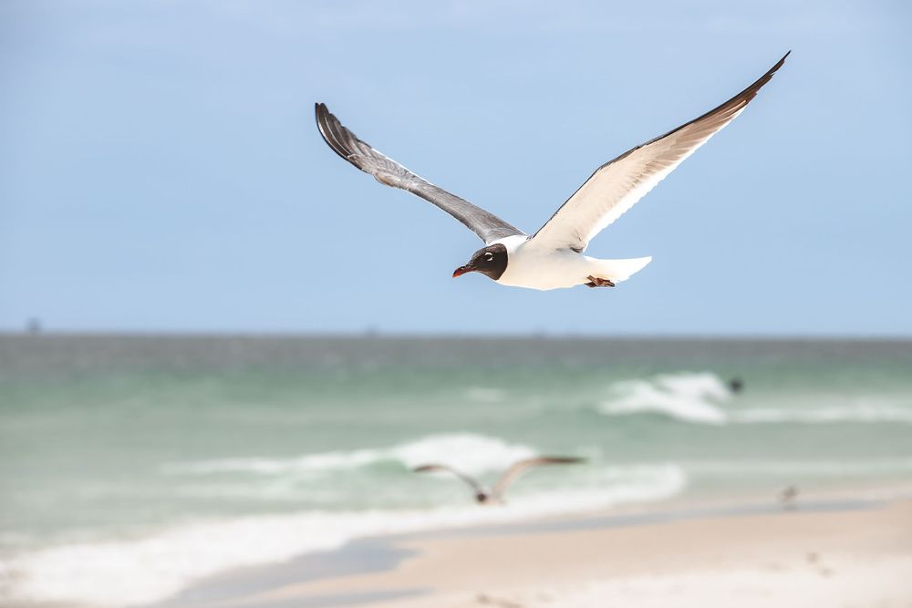 Seagull soaring over beach with wings spread against blue sky.