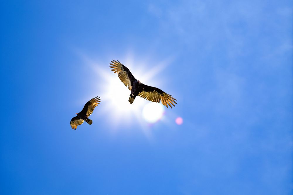Two birds soaring against bright blue sky with sun creating dramatic backlighting.