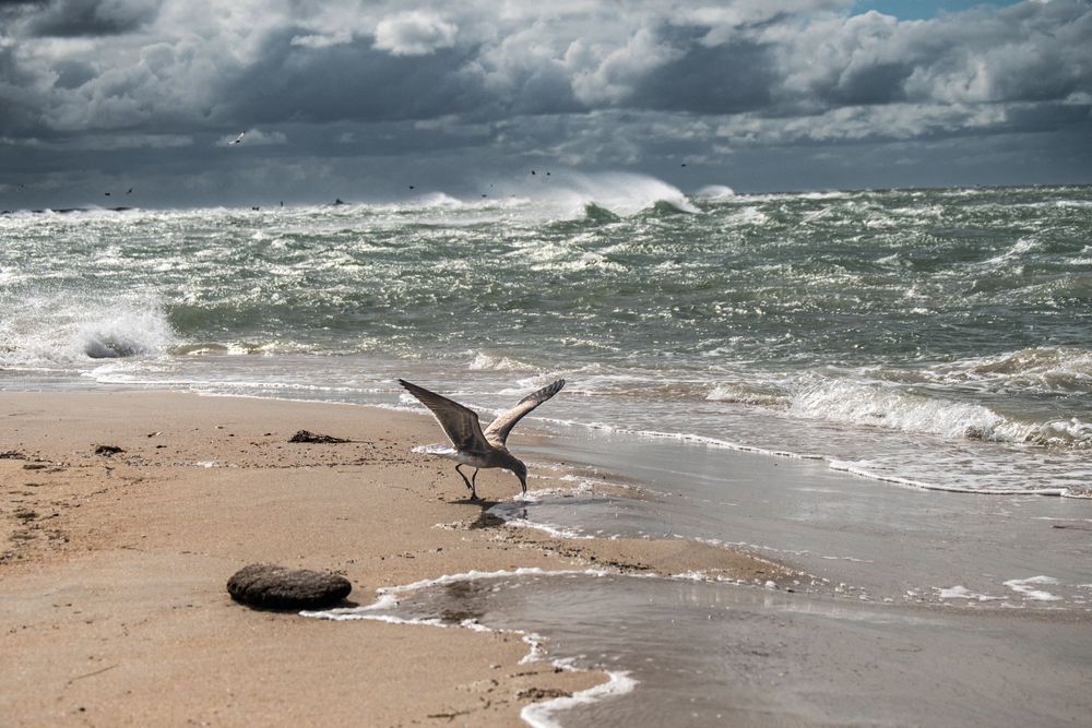 Sea bird on beach with rough waters in the background, Hatteras Inlet, Hatteras, North Carolina.