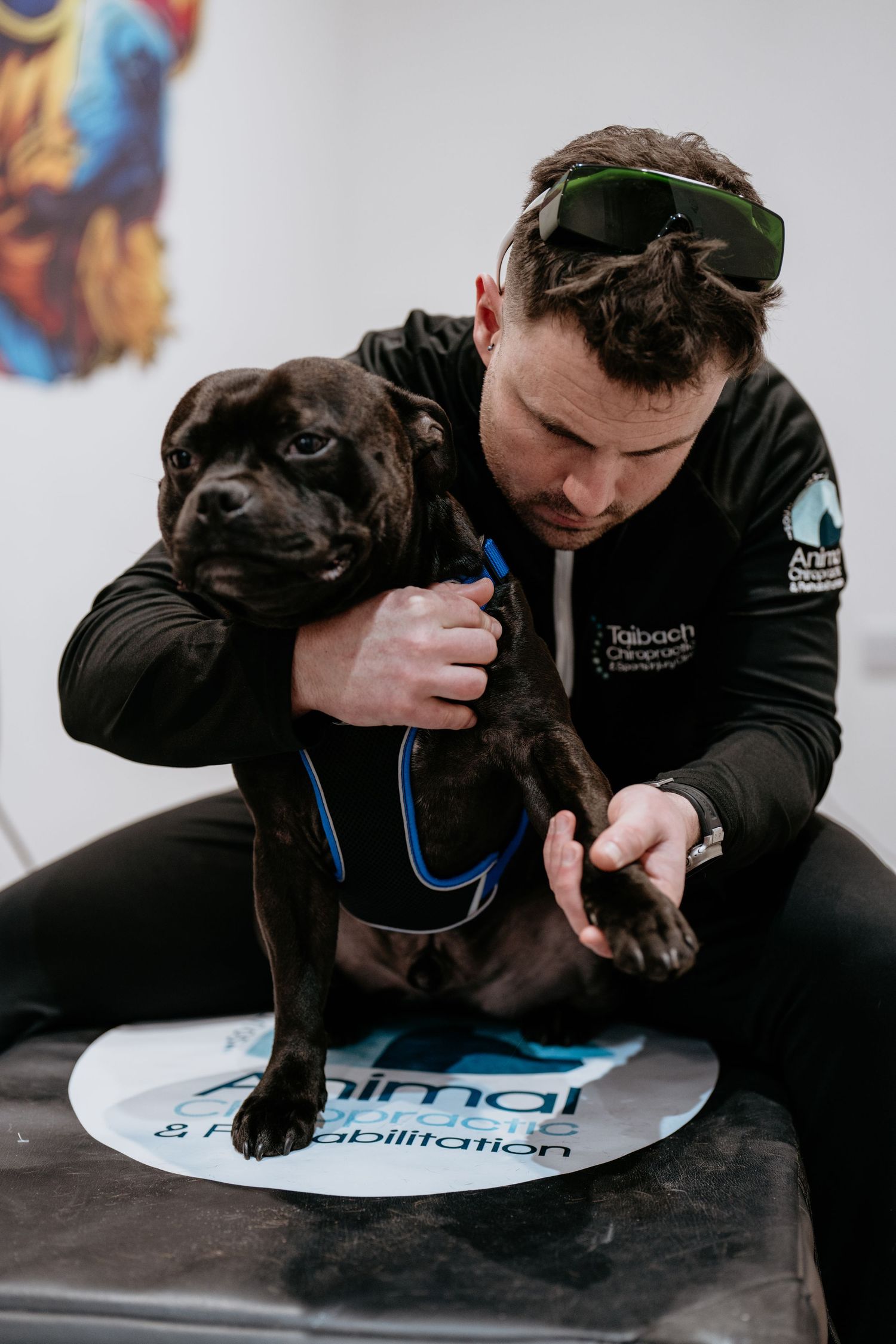 Dog receiving rehabilitation treatment on balancing board at veterinary clinic while wearing blue harness.