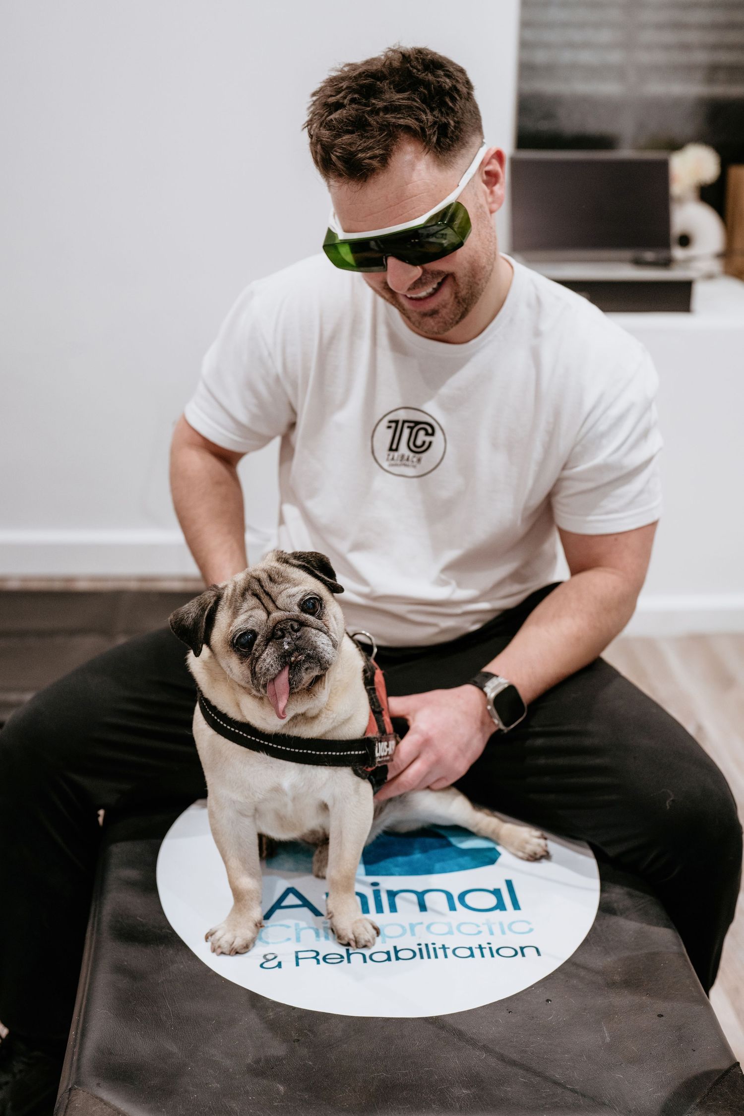 Pug dog sits on physiotherapy mat while wearing harness during animal rehabilitation session.