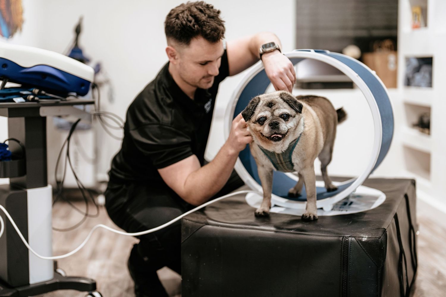 A small dog receives grooming care while standing on a professional grooming table with specialized equipment.