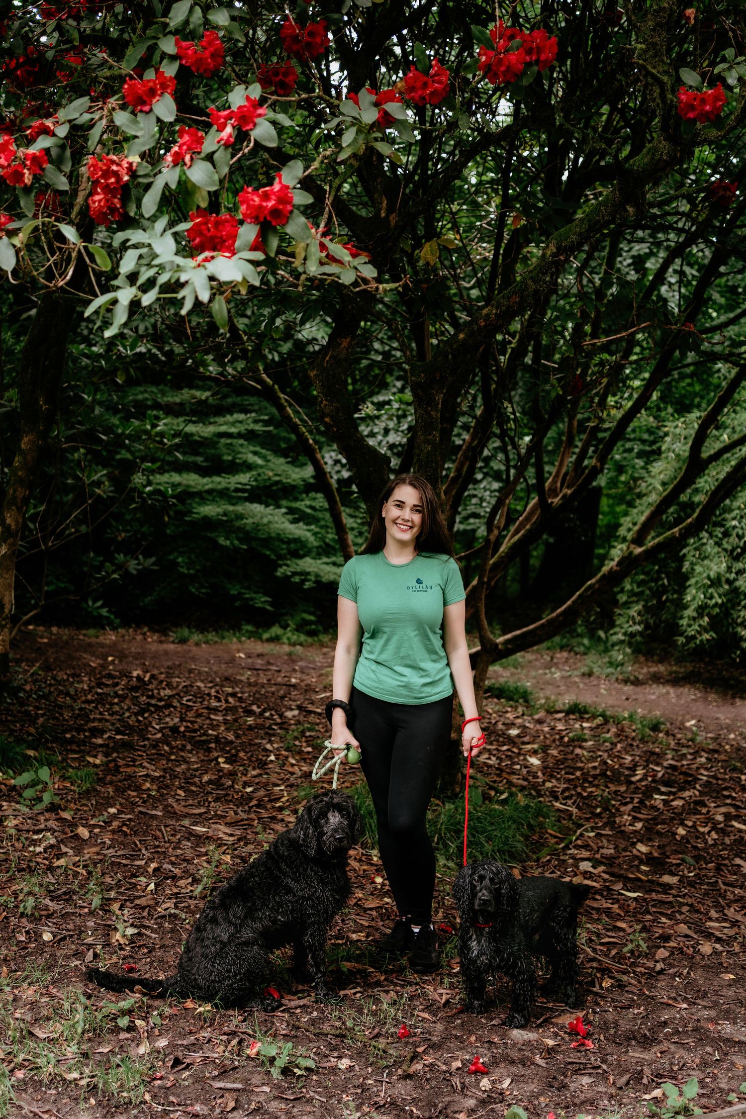 Pet service worker with two black dogs beneath flowering red bushes in a park setting.
