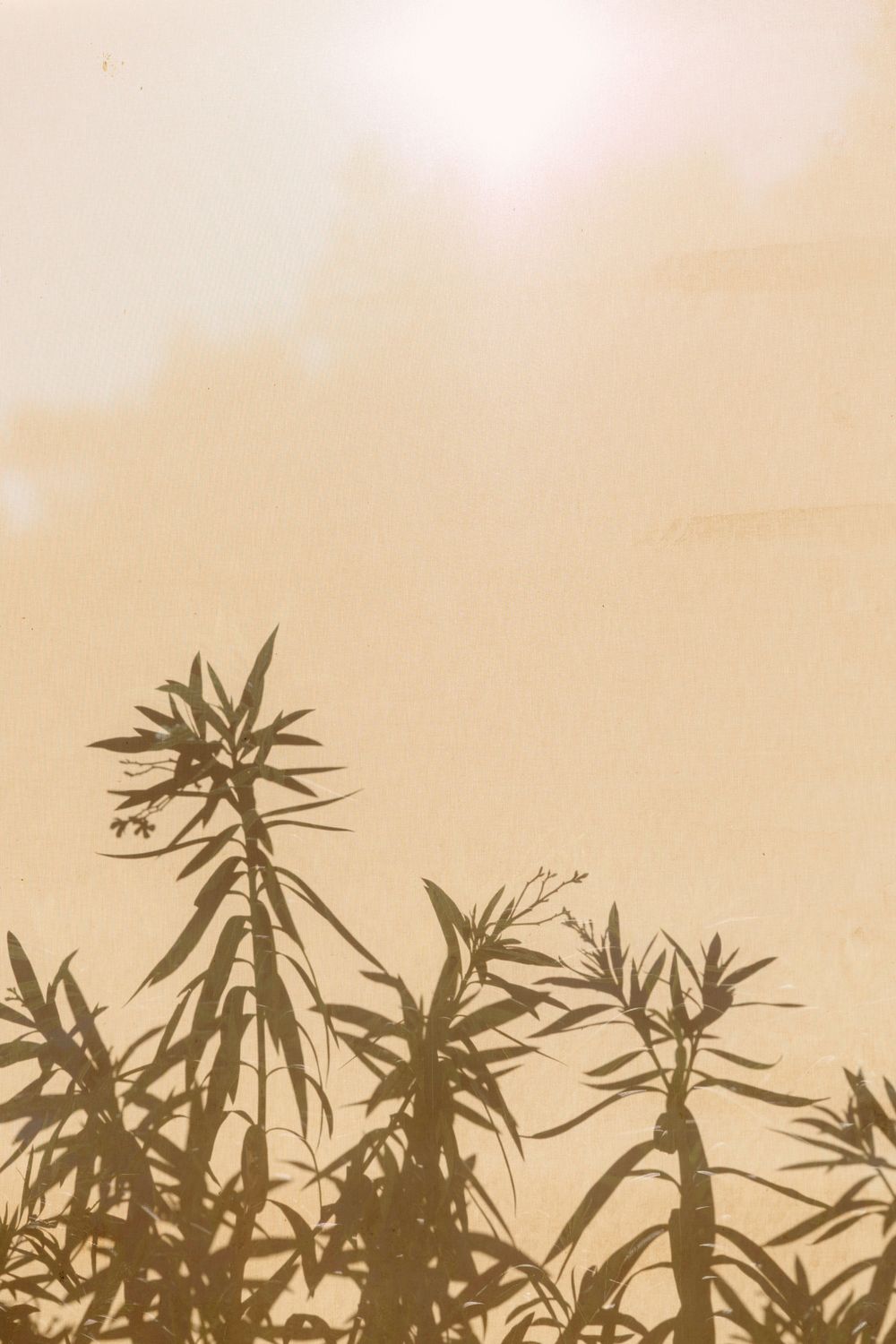Silhouettes of cannabis plants against a warm sunset sky with golden hues in the background. Hvar, Croatia
