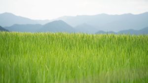Vibrant green rice fields stretching towards distant mountains under a cloudy sky.