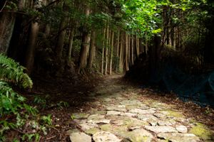 Ancient stone-paved path through a dense forest with dappled sunlight.