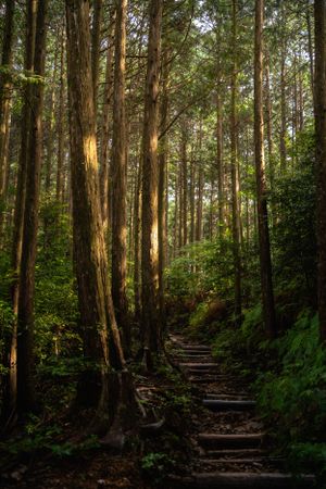 Stone steps ascending through a serene forest of tall cedar trees.