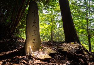 Exposed tree roots along a dirt hiking trail in dappled forest sunlight.