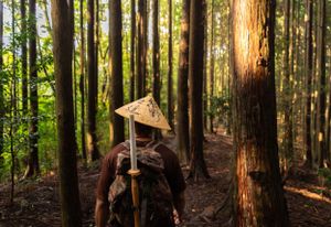 Sunlit forest path with wooden trail markers among towering cedar trees.