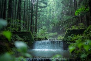 Lush green forest with tall trees and a misty atmosphere creating a mystical woodland scene.