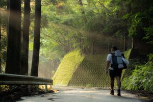Figures walking along a misty forest path with sunlight filtering through the trees.