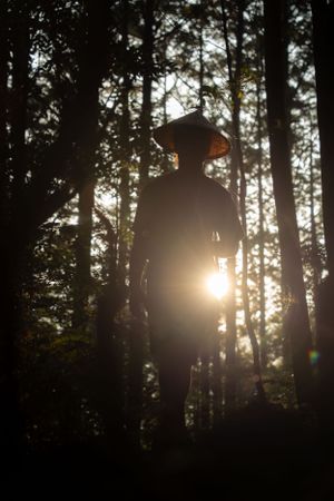 Dramatic silhouettes against bright sunlight streaming through forest trees at dusk.