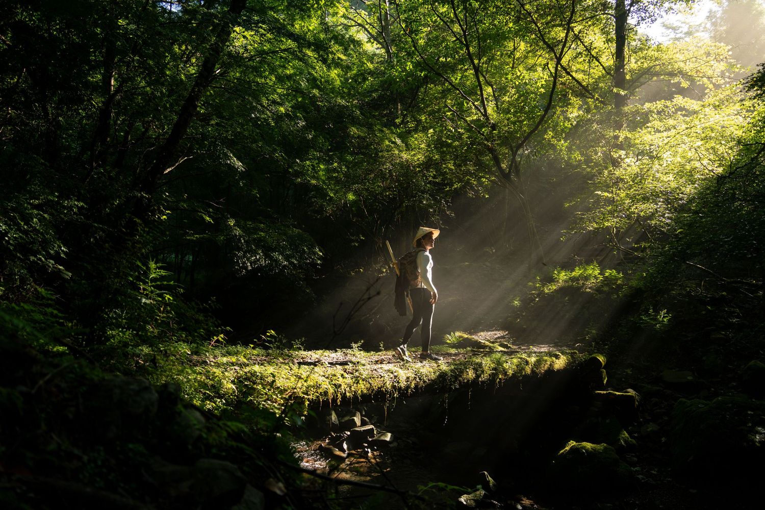 Sunbeams pierce through forest canopy creating dramatic light rays in a woodland setting.