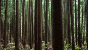 Tall straight tree trunks in a dense evergreen forest creating vertical patterns.