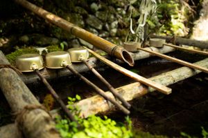 Wooden logs arranged in a row on forest ground with dappled sunlight.