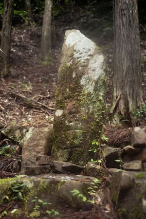 Moss-covered tree stumps and rocks in a shadowy forest setting.