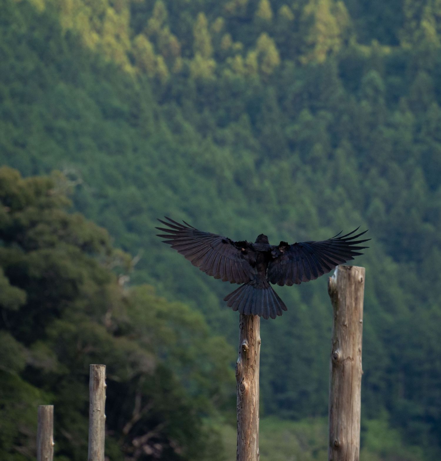 Black crow perched on wooden posts against mountainous backdrop in Japan.