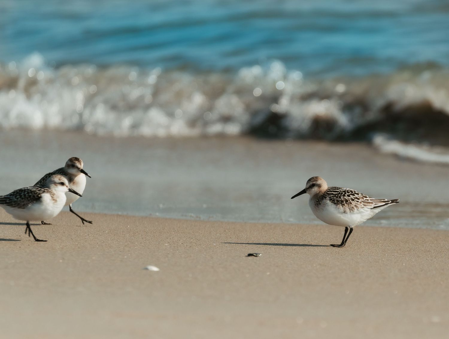 Nature Photo