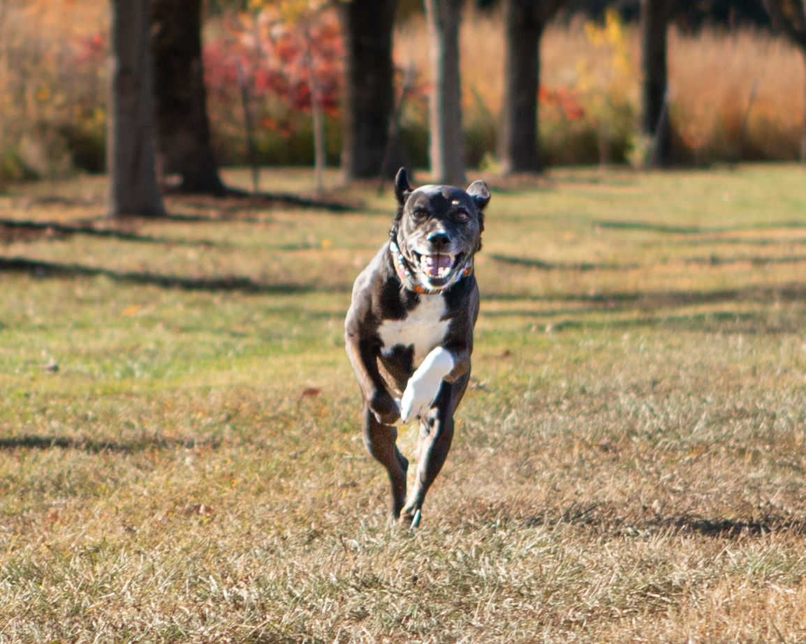 A black and white dog runs playfully through fallen leaves on an autumn day.