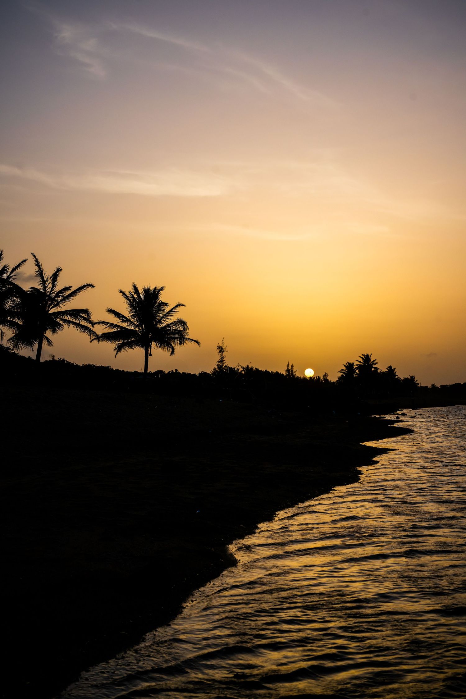 Palm trees silhouetted against golden sunset sky over tranquil ocean waters.