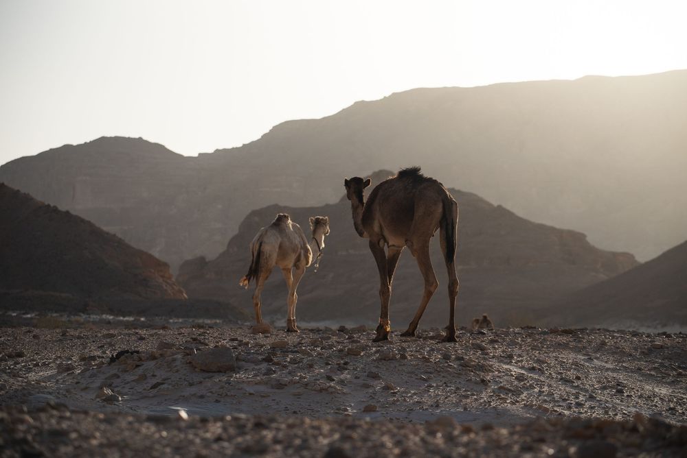 Camels watching the landscape of the Sinai desert, egypt