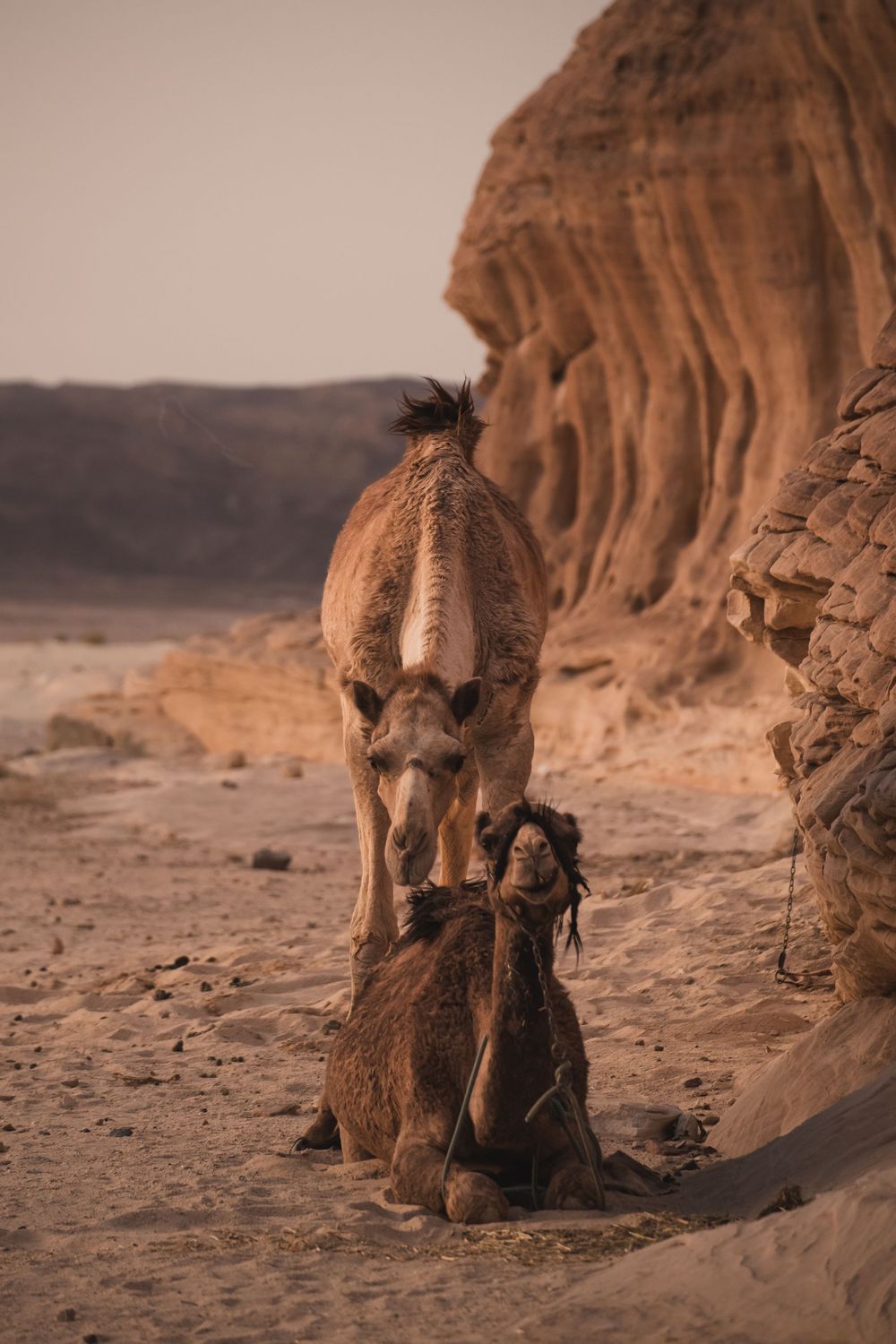 Camels in the Sinai desert, egypt