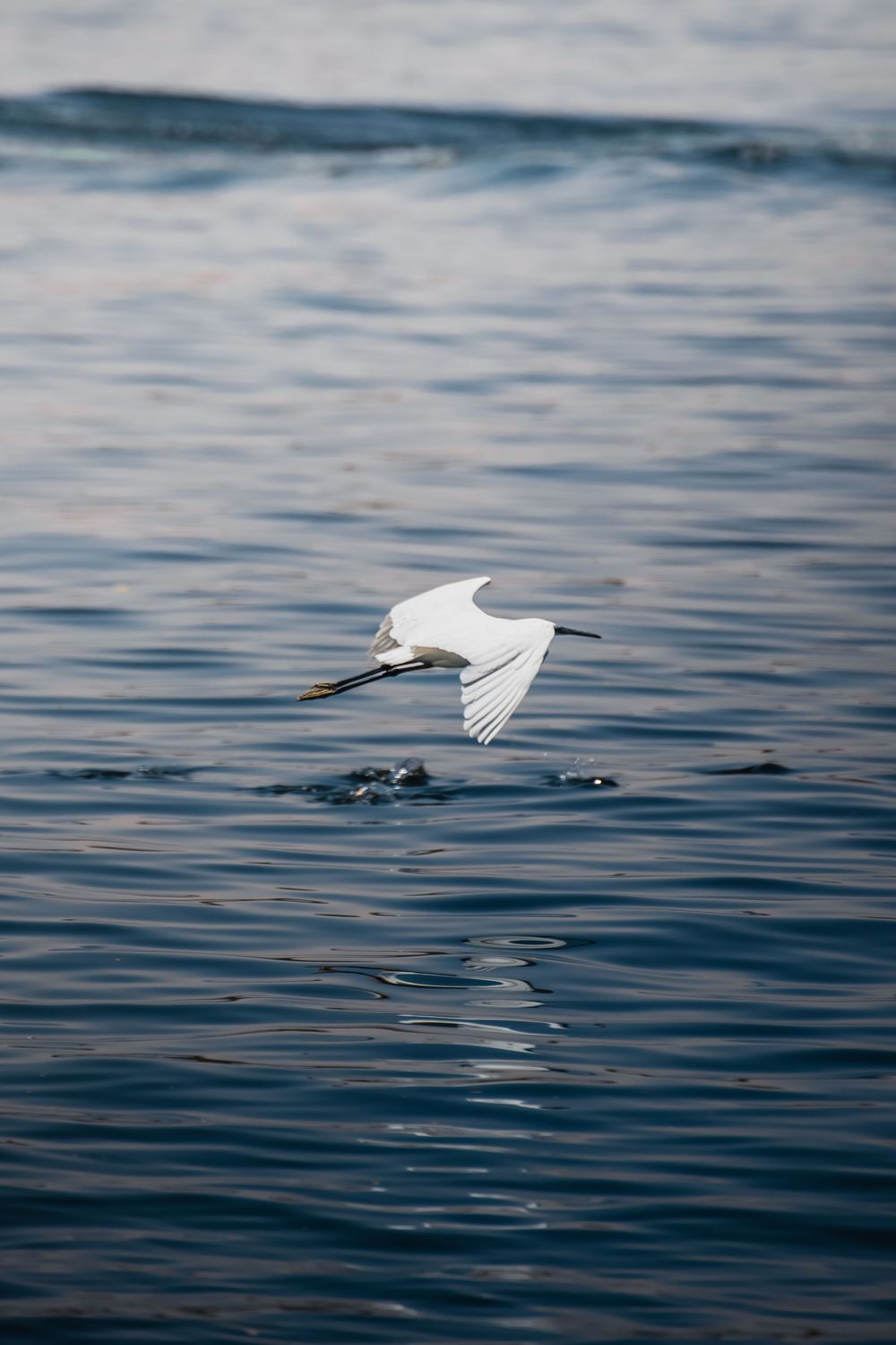 a white egret flying low above the nile