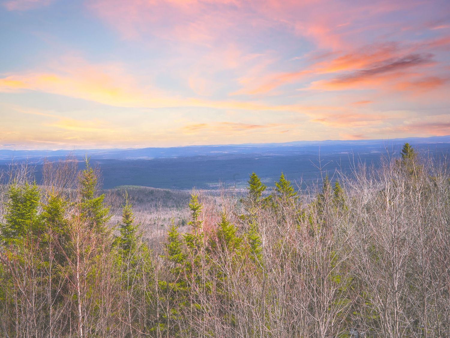 Colorful pink and orange sunset sky over a forest of evergreen and bare trees in mountains.