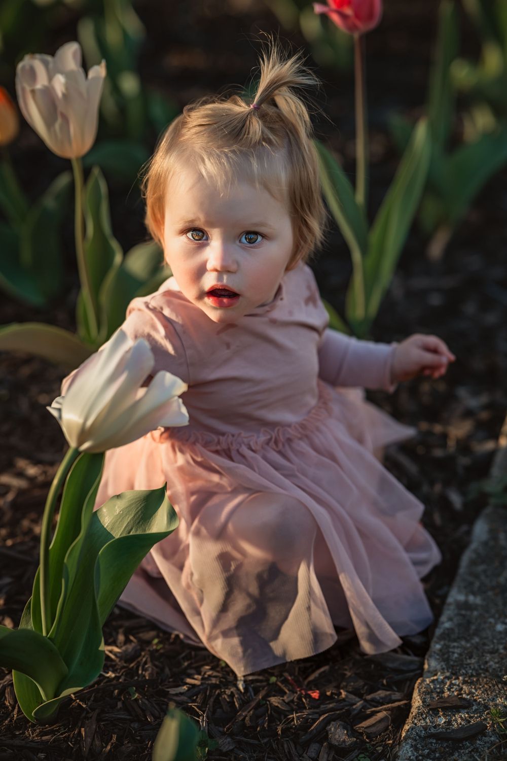 baby girl sits in a bed of tulips and grabs onto a white tulip