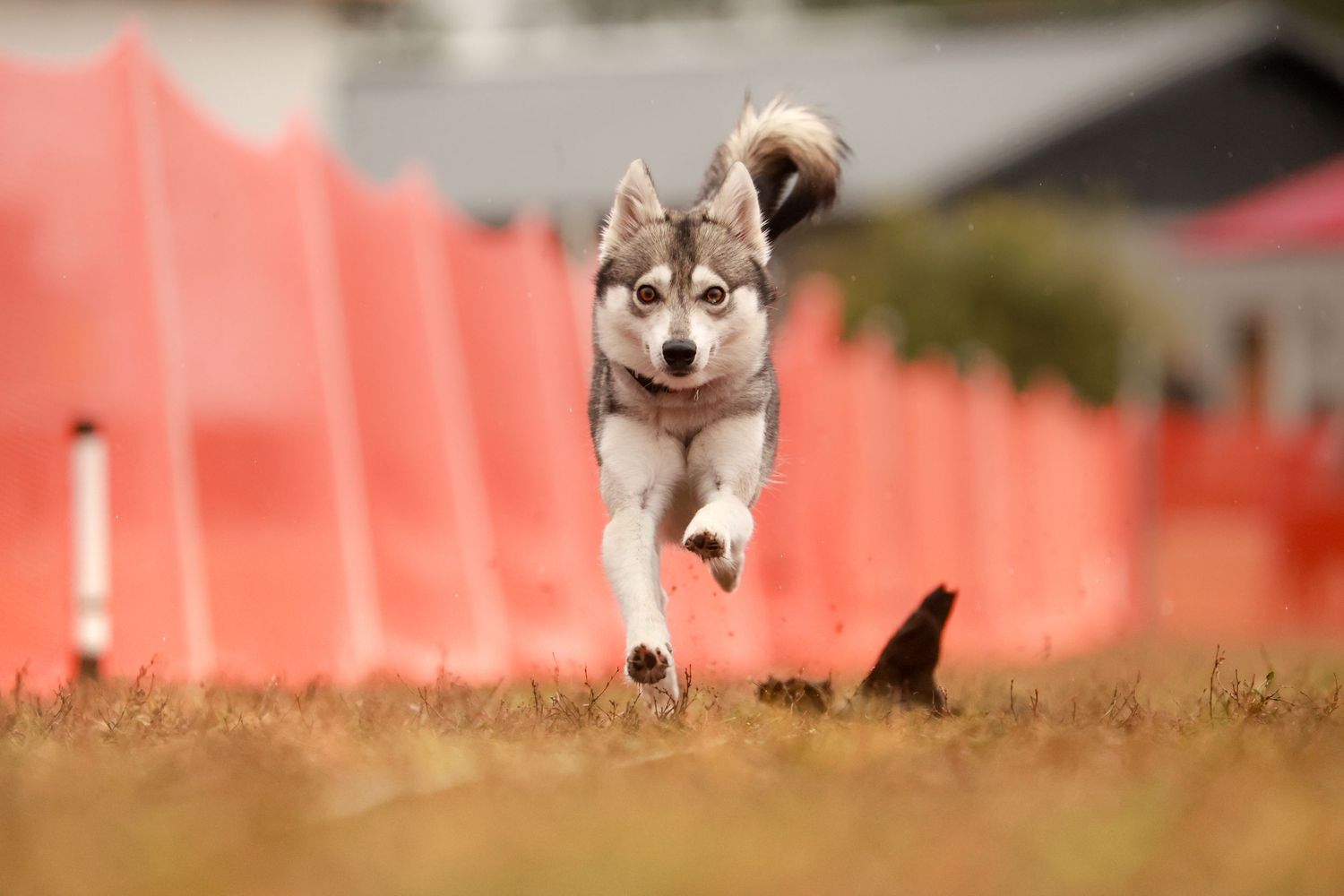 alaskan klee kai runs after a lure with an orange fence in the background