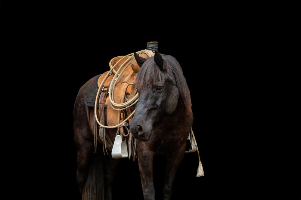 Dark brown horse with western saddle and tack against black background.
