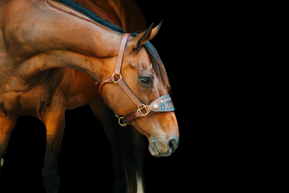 Close-up profile shots of a bay horse against black background.