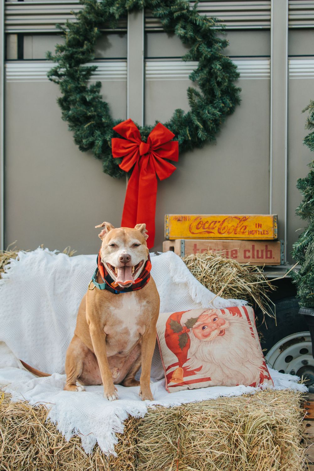 Happy tan dog wearing holiday bandana sits by Christmas wreath and vintage Coca-Cola crate.