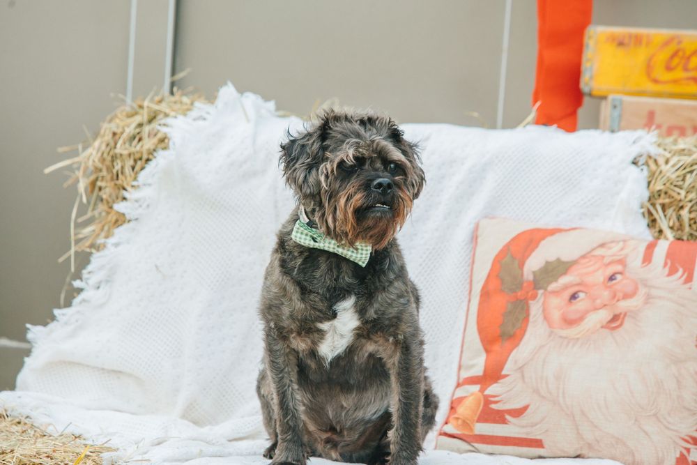 Scruffy gray dog sitting on white blanket with Santa pillow and hay bales.