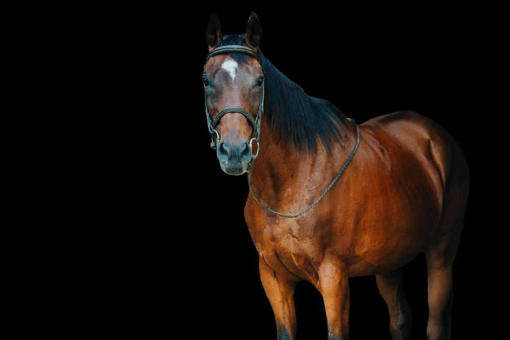 Bay horse portrait series against black background showing profile views.