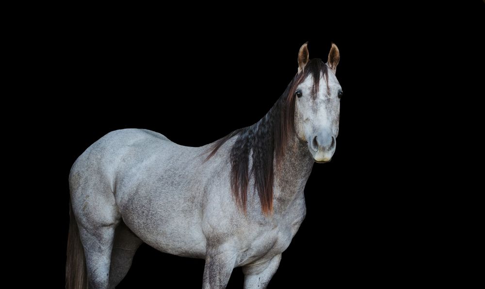 Gray horse standing against dramatic black background in studio lighting.