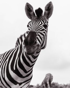 Close-up portrait of zebra head showing distinctive black and white stripe pattern.